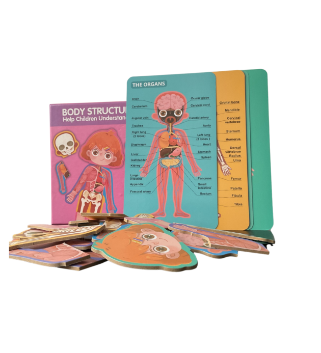 Wooden Body Structure Puzzle - Girl